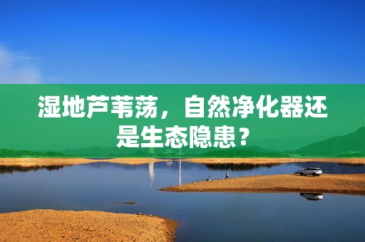 湿地芦苇荡，自然净化器还是生态隐患？
