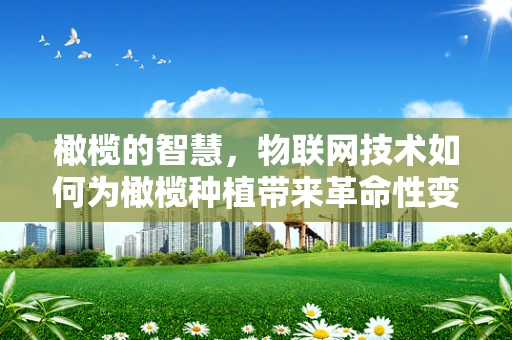 橄榄的智慧，物联网技术如何为橄榄种植带来革命性变革？