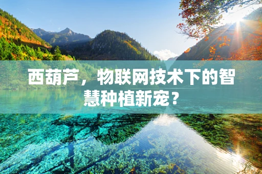 西葫芦，物联网技术下的智慧种植新宠？